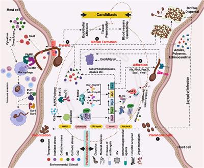 Molecular association of Candida albicans and vulvovaginal candidiasis: focusing on a solution